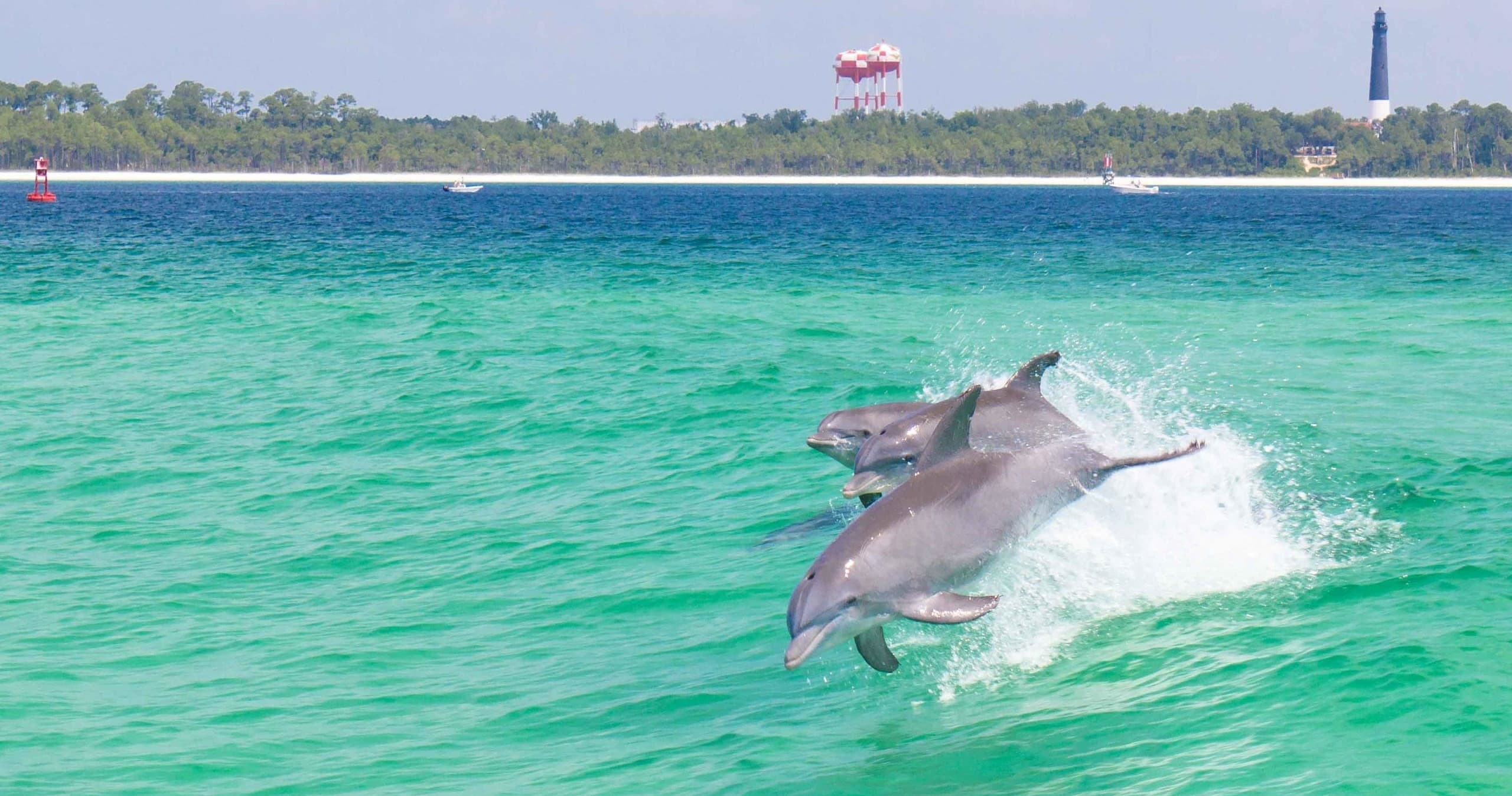Daily Dolphin Cruise Aboard Island Queen