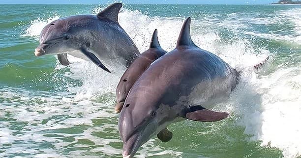 DOLPHIN TOURS $365