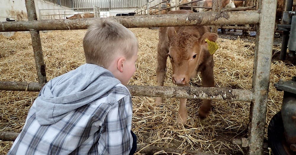 Arran Farm Tours