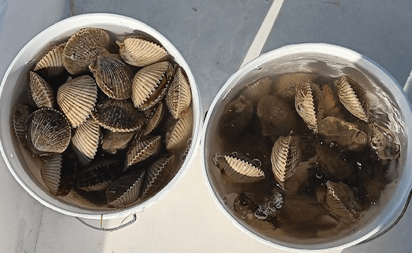 6 Hour Private Scallop Tour 22ft Luxury Oasis Pontoon Boat