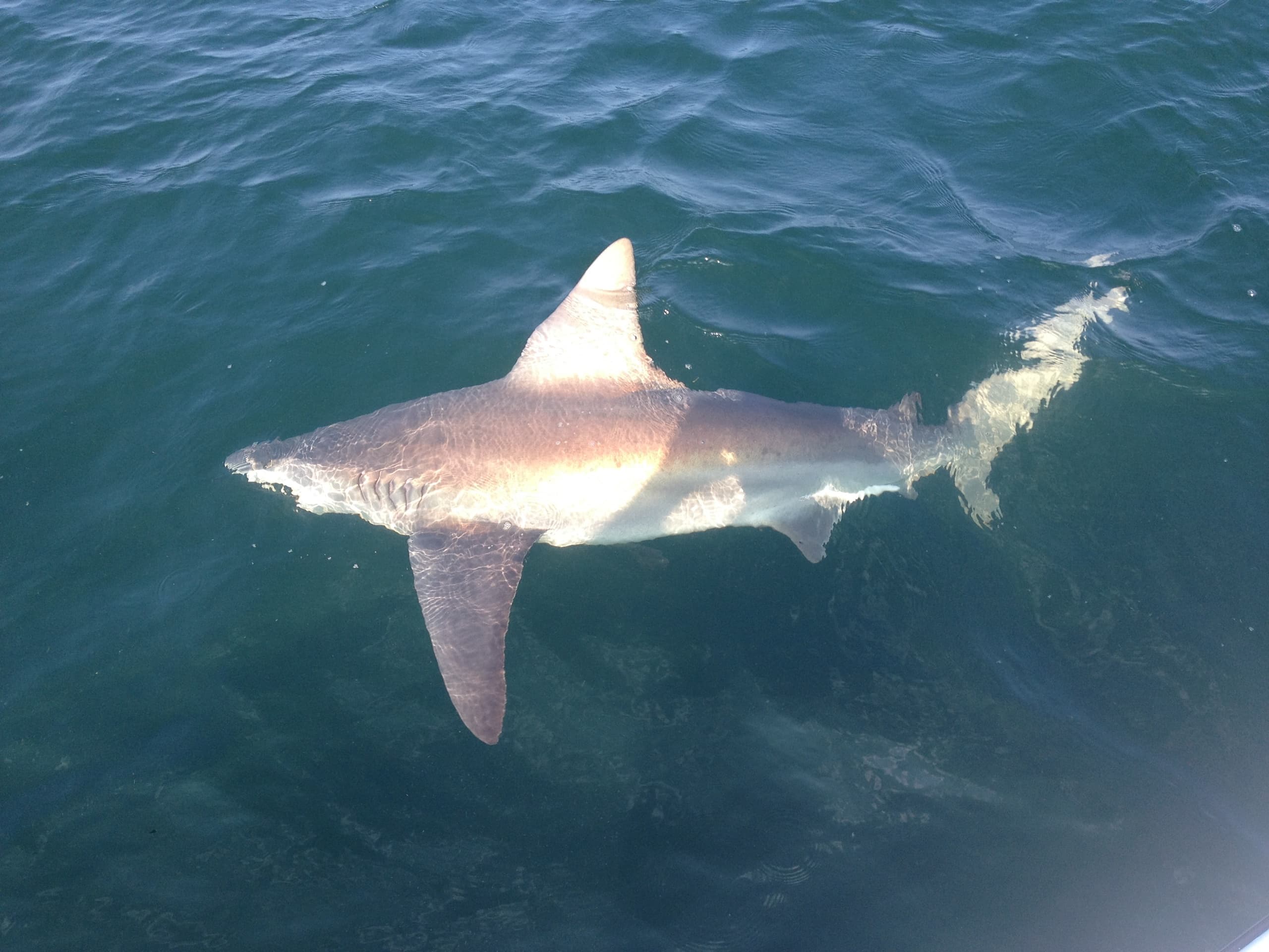 Blazer Bay 4 Hour Shark Trip