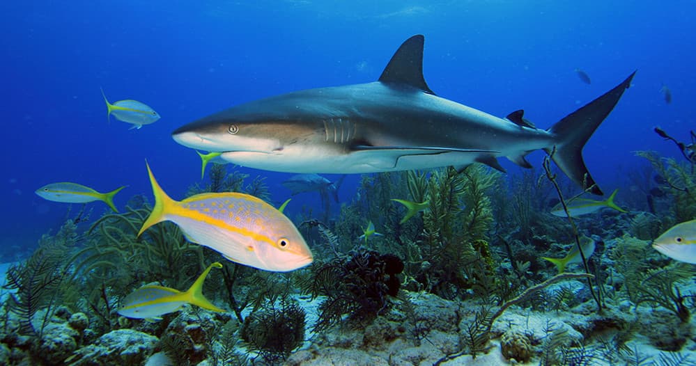Tampa Bay Shark Fishing Charter