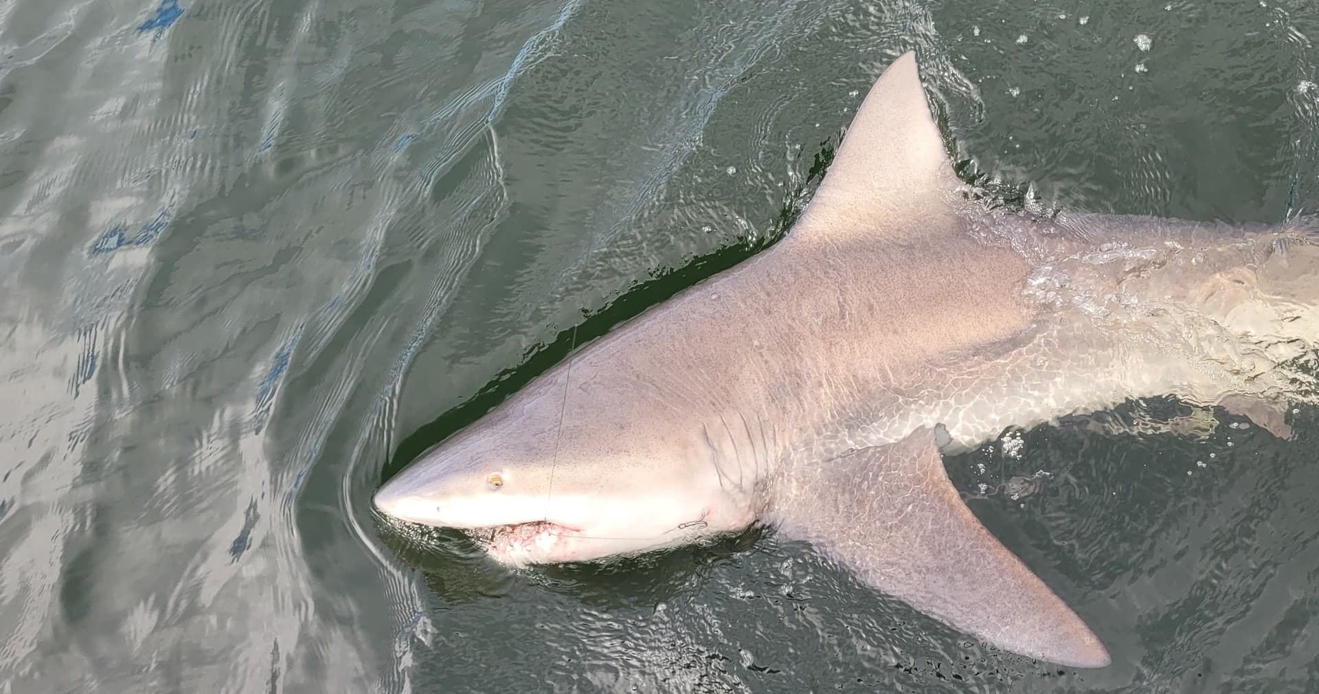 Shark Fishing Adventure