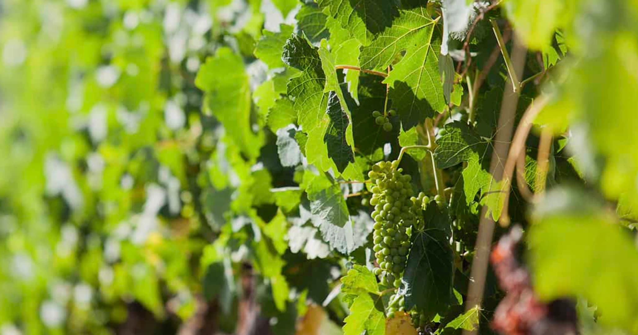 Organic Wine Tour & Visit to Ronda