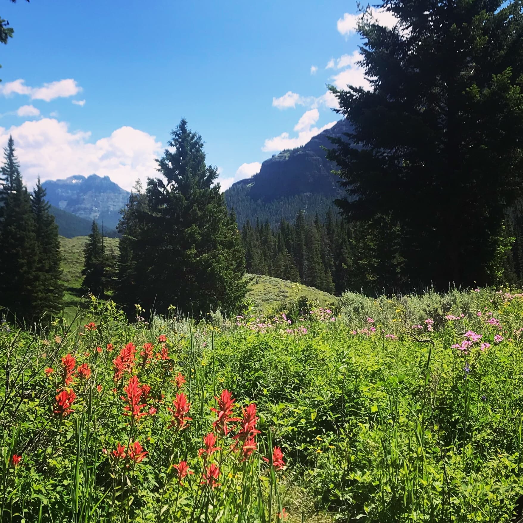 Guided Yellowstone Hike