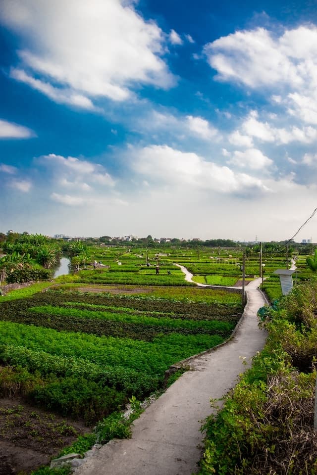 Hanoi: Countryside and rice fields
