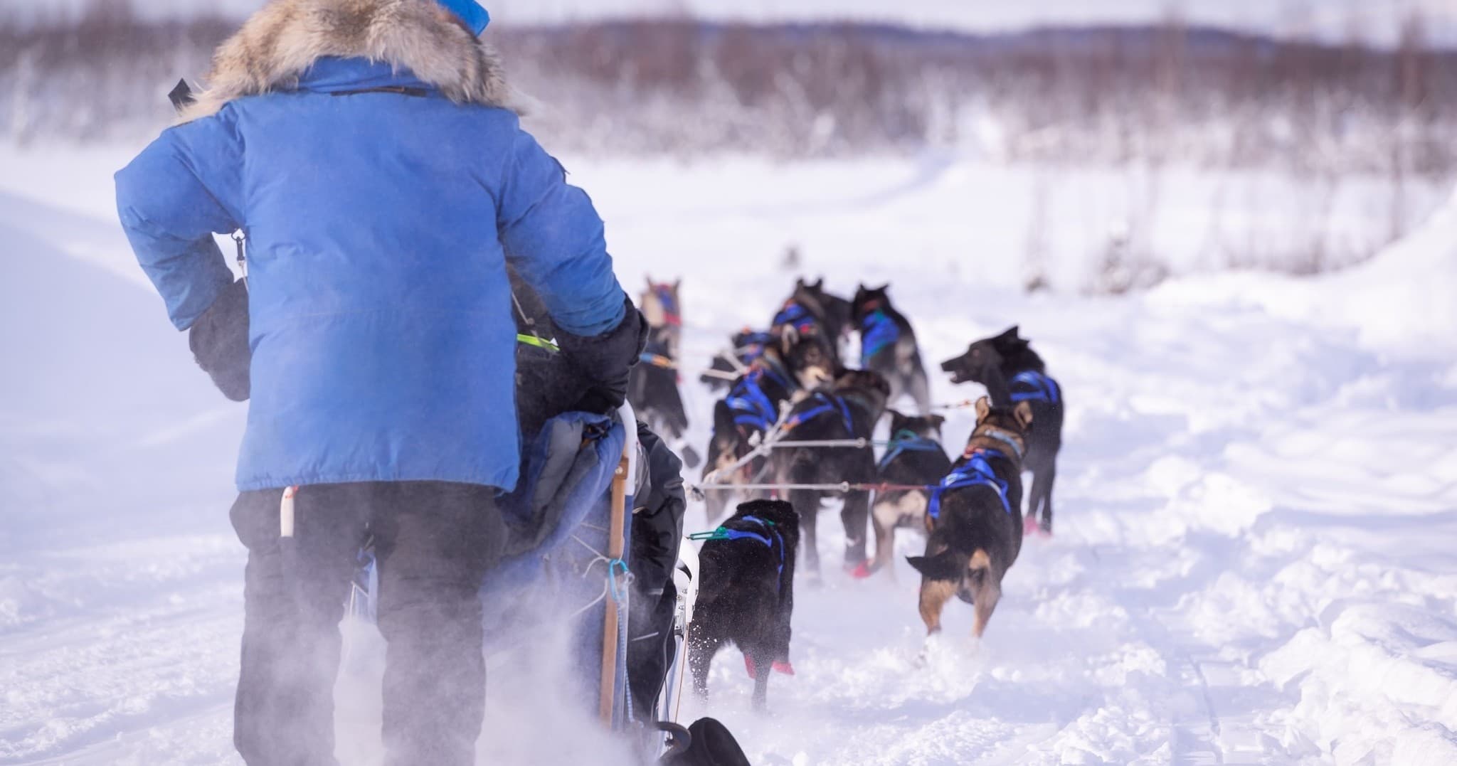 Winter Dog Sledding Tour - Self Drive