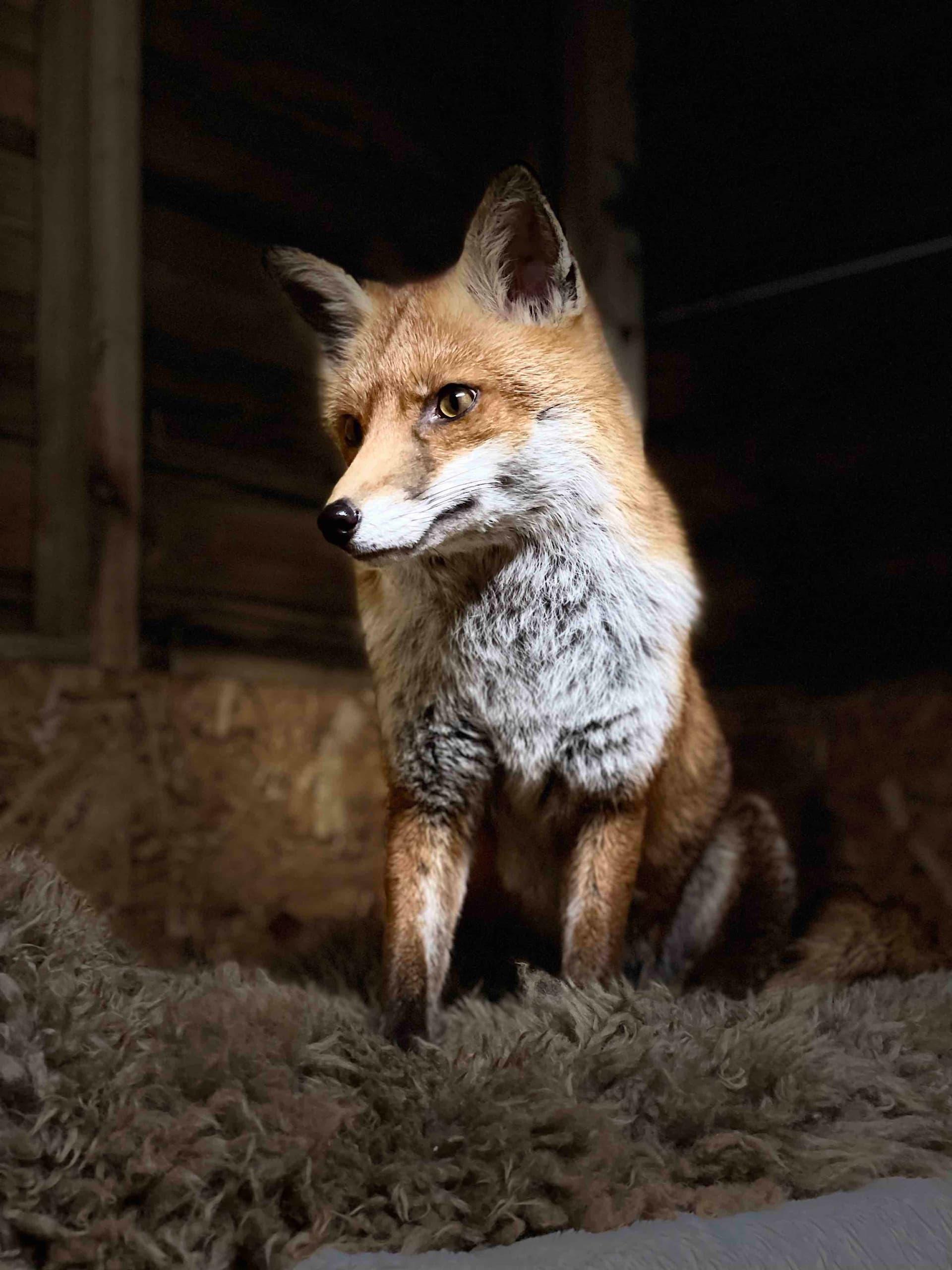 Fox Fascination Experience