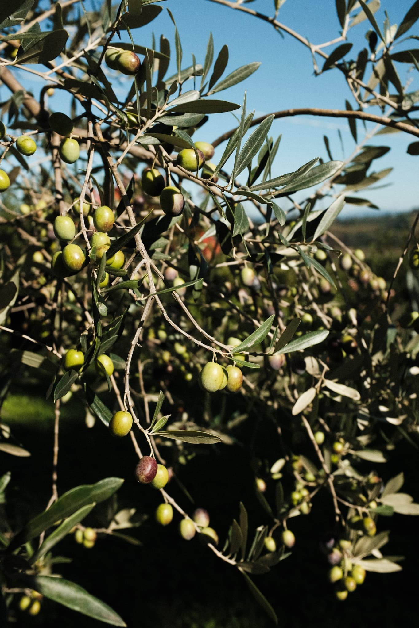 Olive Harvest and Oil Tasting Experience