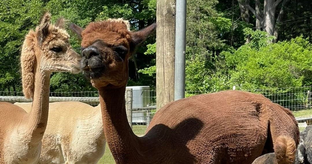 Alpaca & Llama Meet and Greet!