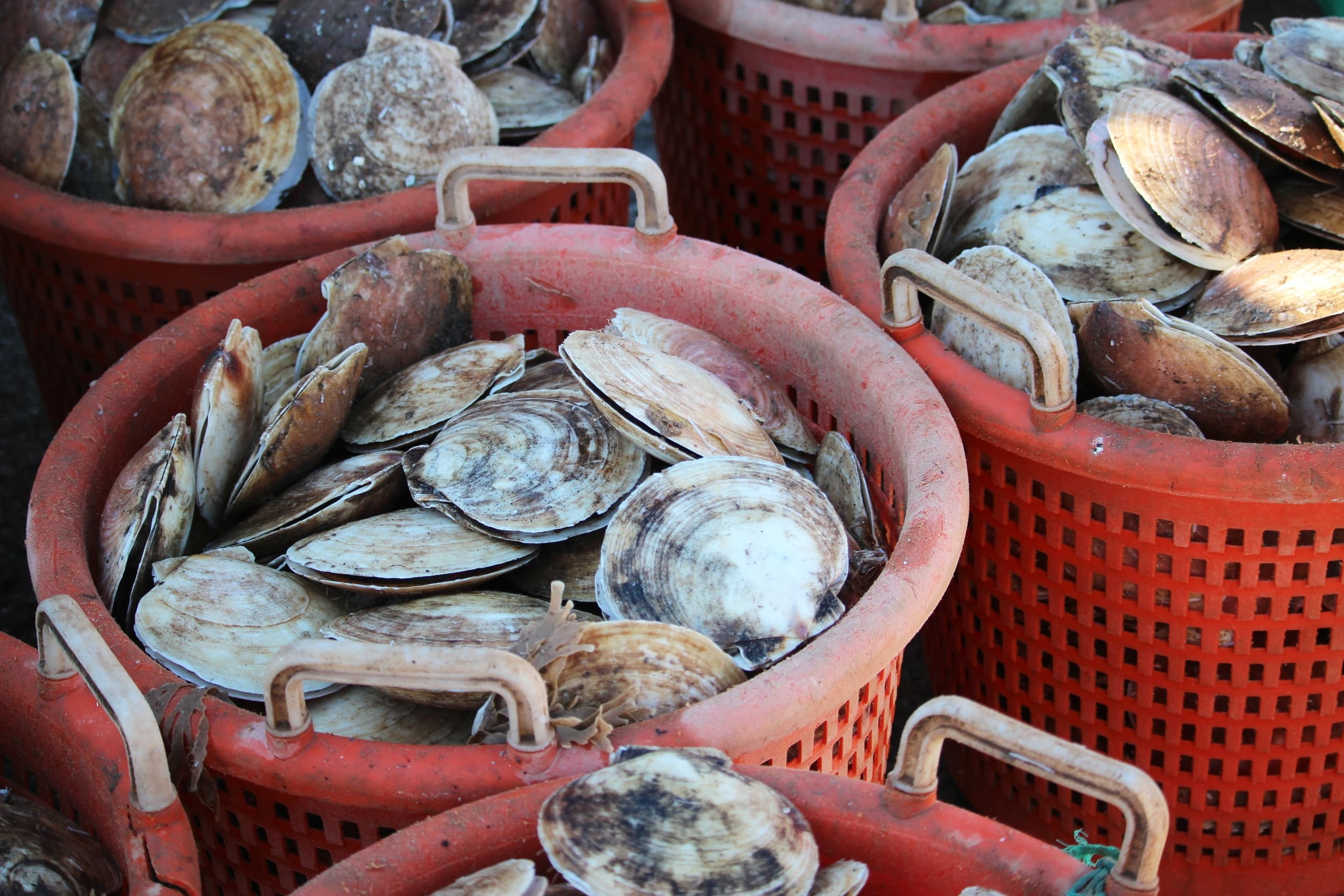 6 Hour Private Scallop Tour - 30ft Deluxe Pontoon with Onboard Restroom