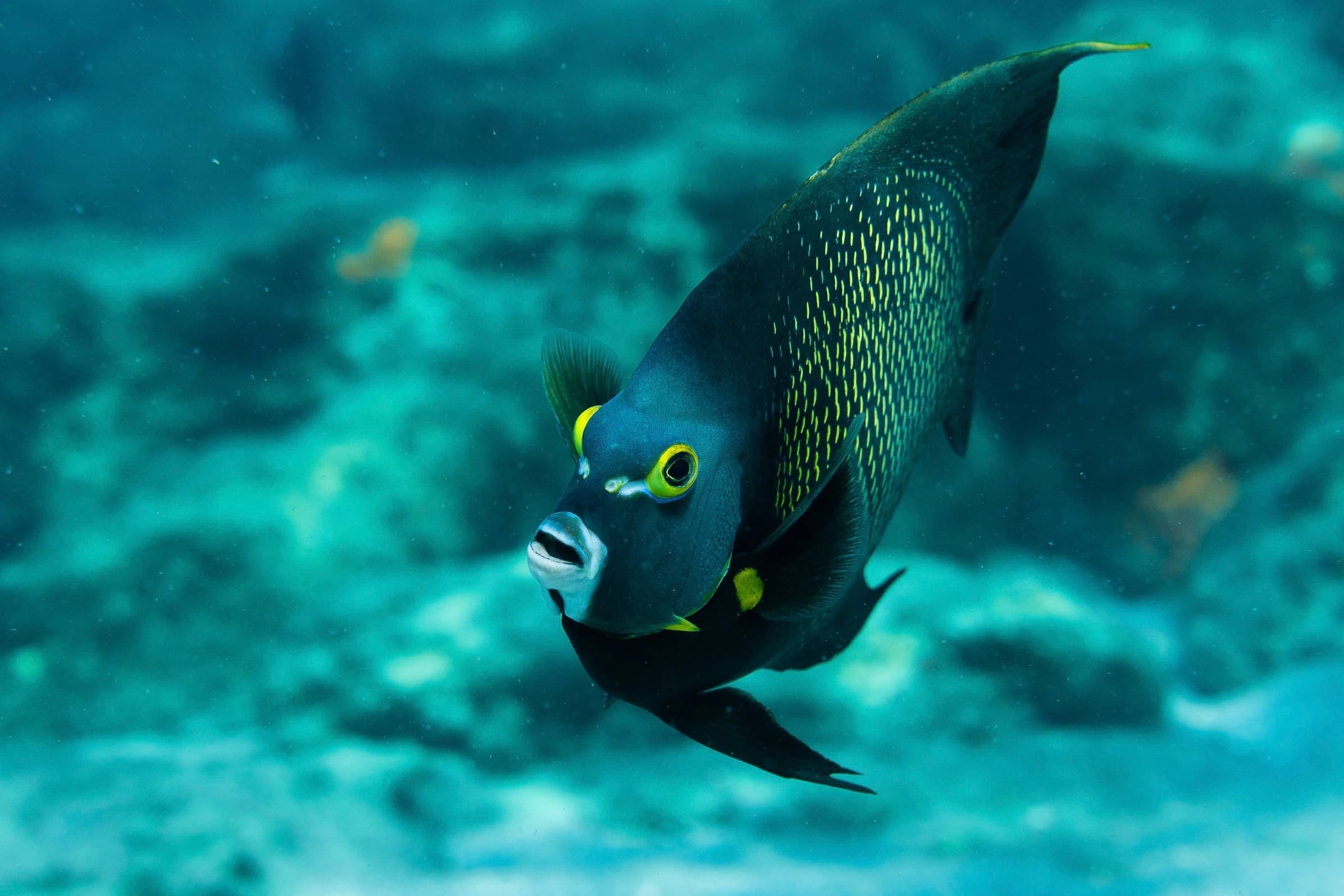 Ocean Reef Snorkeling Trip