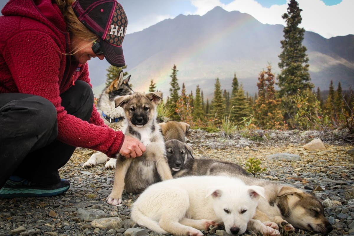 Morning Cantwell Summer Mushing Experience