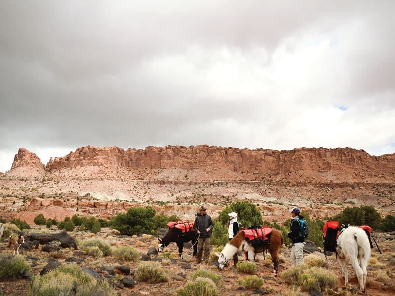 8 Hour Llama Trek