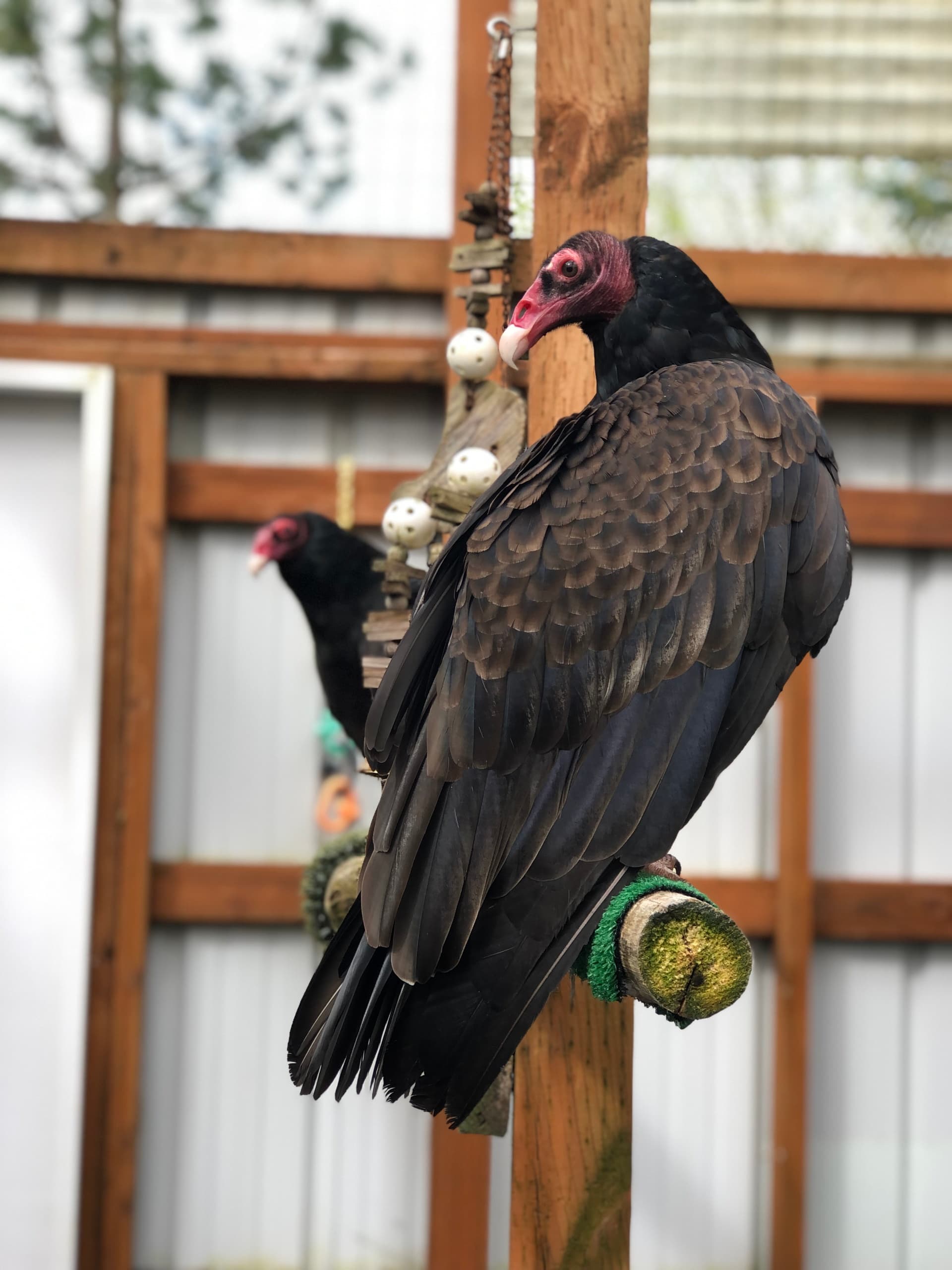 Private Ambassador Animal Tours