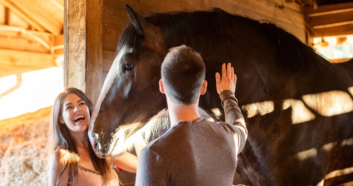 Daytime Clydesdale Experience and Tour