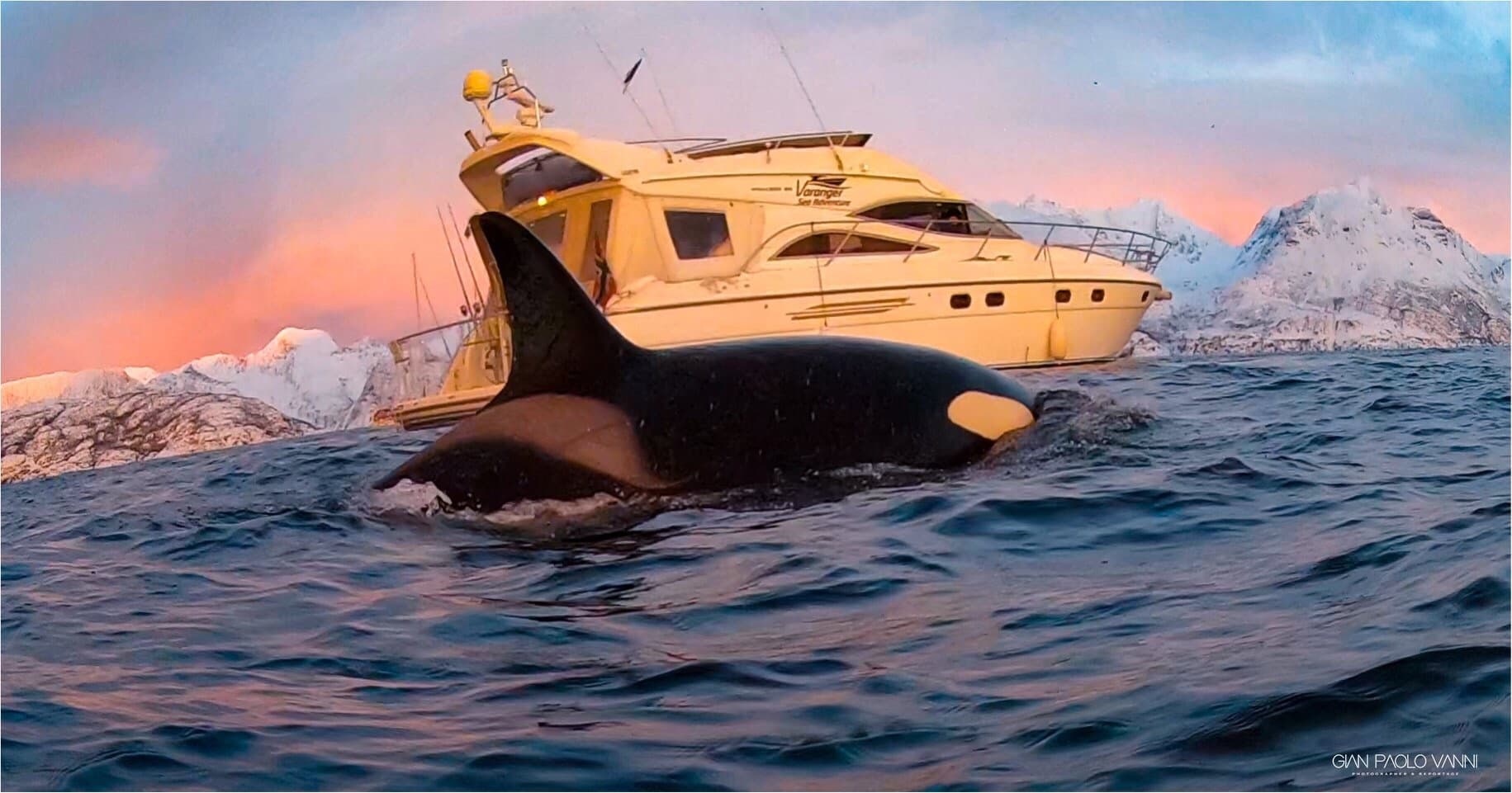 Arctic Whale Watching: Tromsø to Skjervøy in Comfort