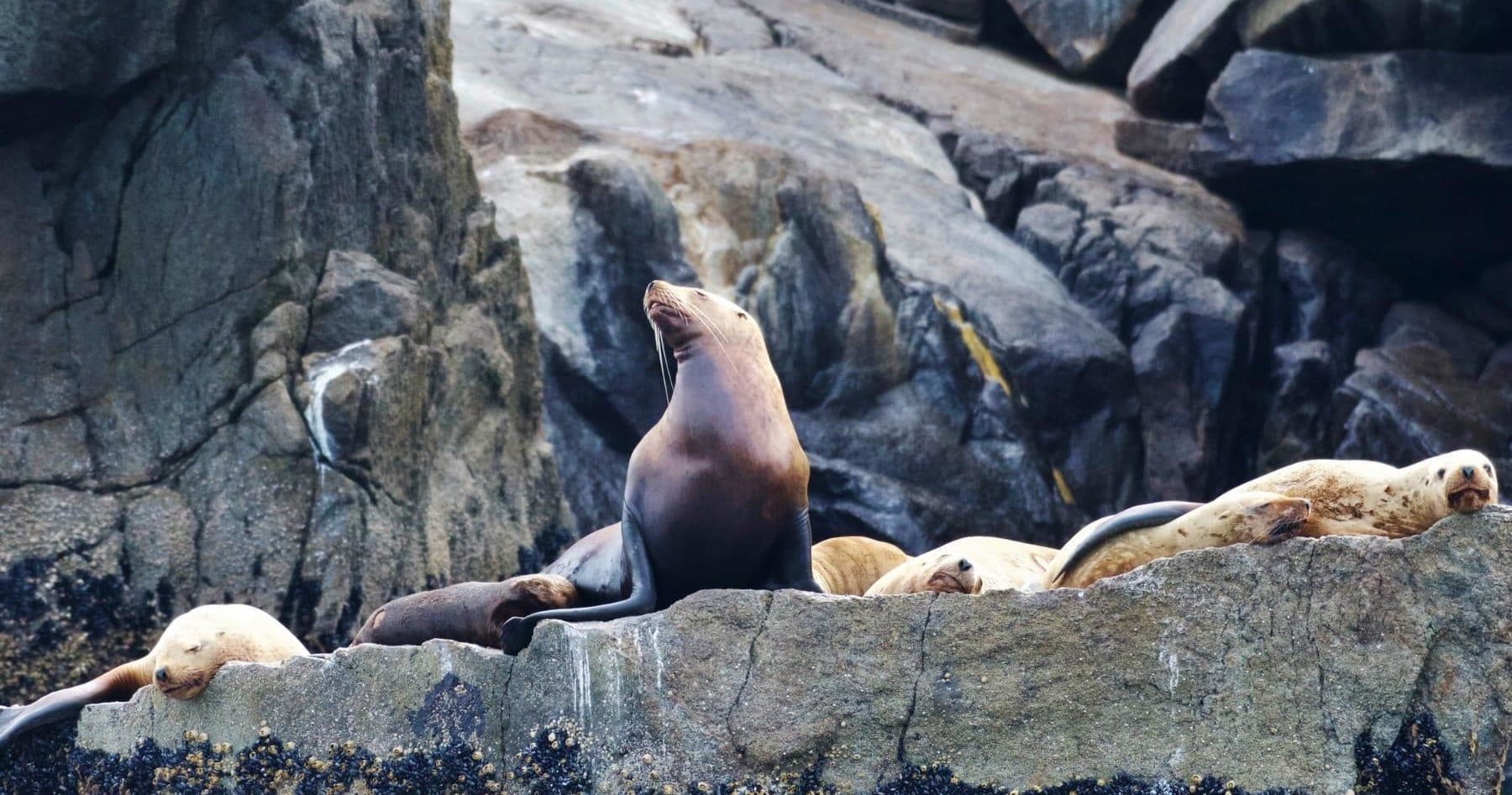 Major Marine Tours: 4-Hour Kenai Fjords Wildlife Cruise