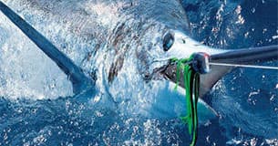 Game Fishing in Madeira - Shared Trip