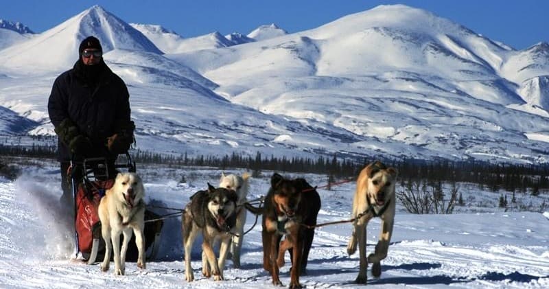 V.I.P Dog Mushing Tour
