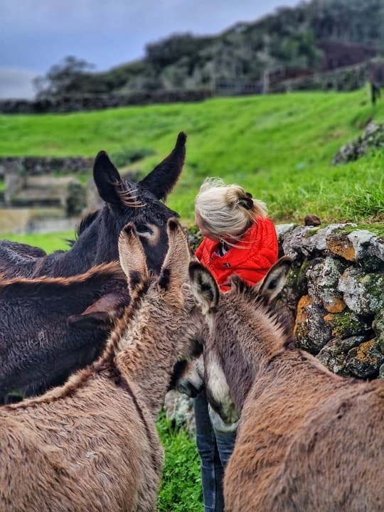 Half Day with the Donkeys Tour
