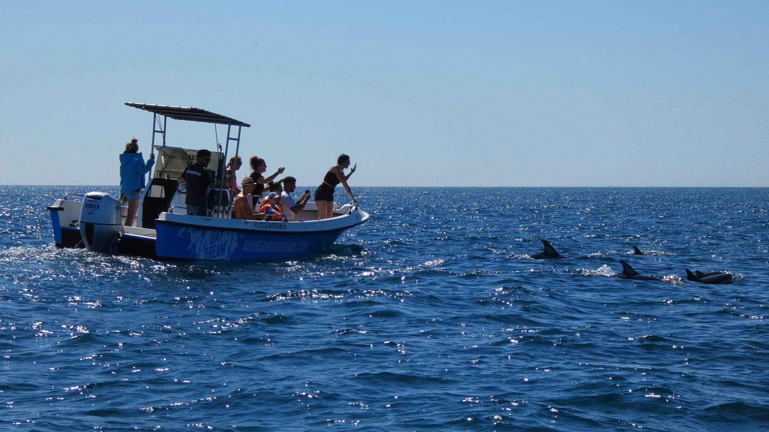Dolphin Watching Experience