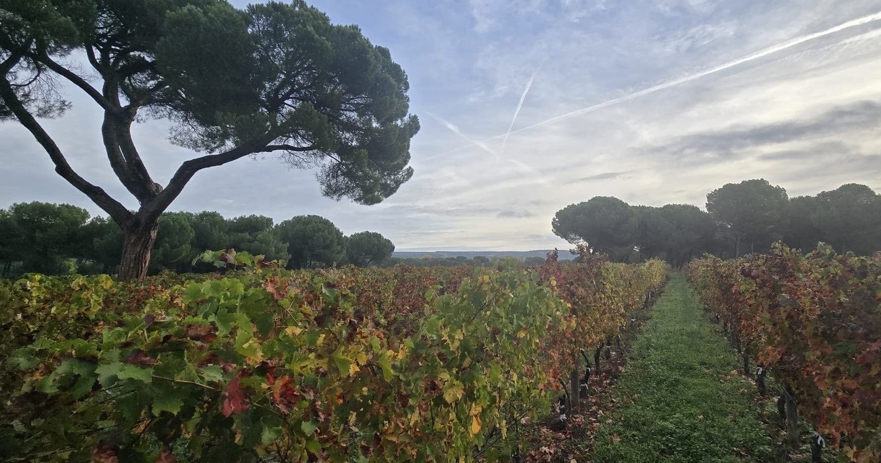 Vineyard Wonders Voyage: Madrid to San Sebastián