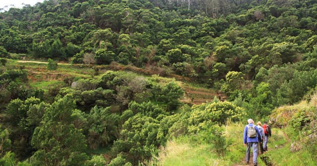 Peaceful Panorama (Levada do Caniçal - Larano)