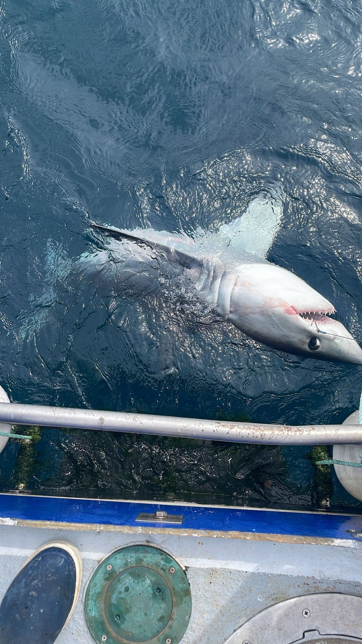 Shark Fishing