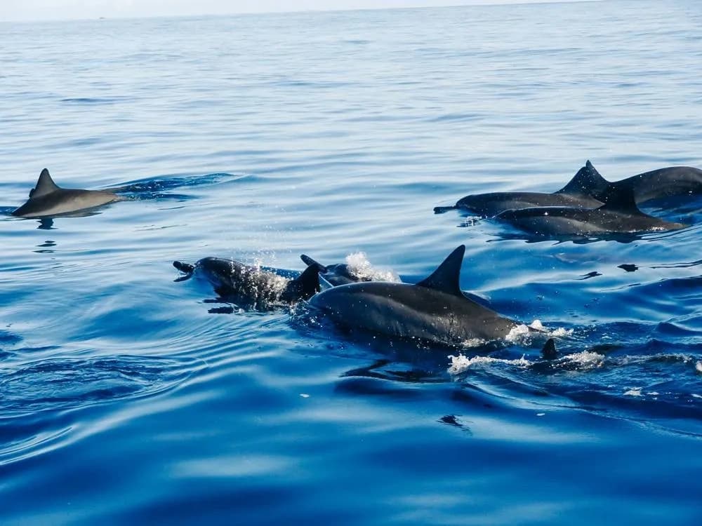 The Coastal explorer wildlife watching tour