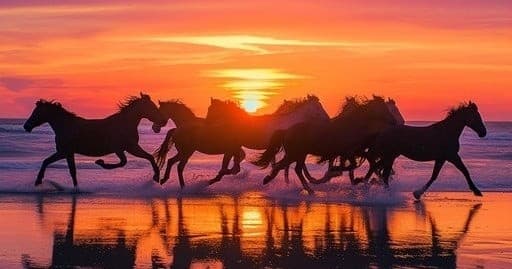 Sunset Pony Tour