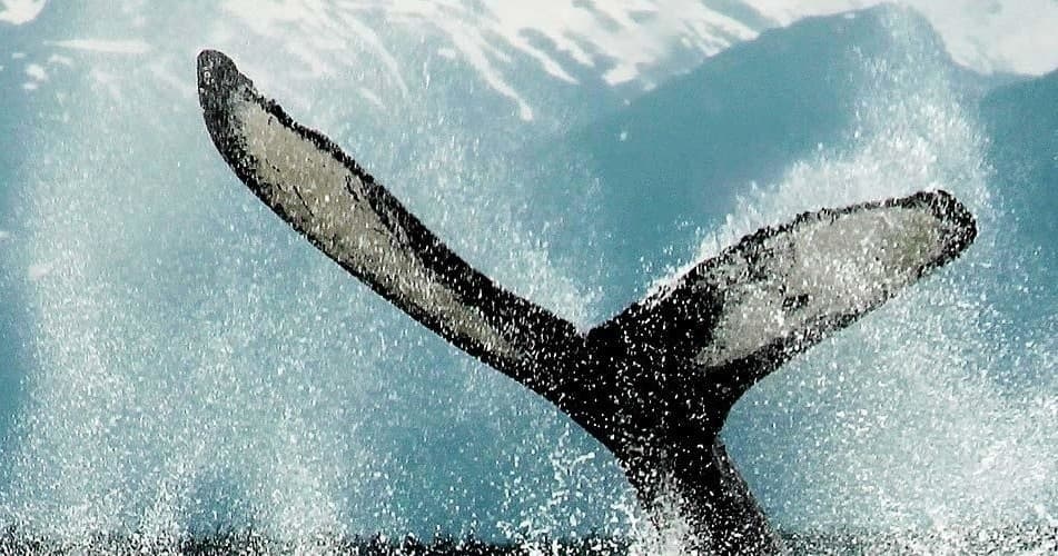 Public Whale Watch with JLT