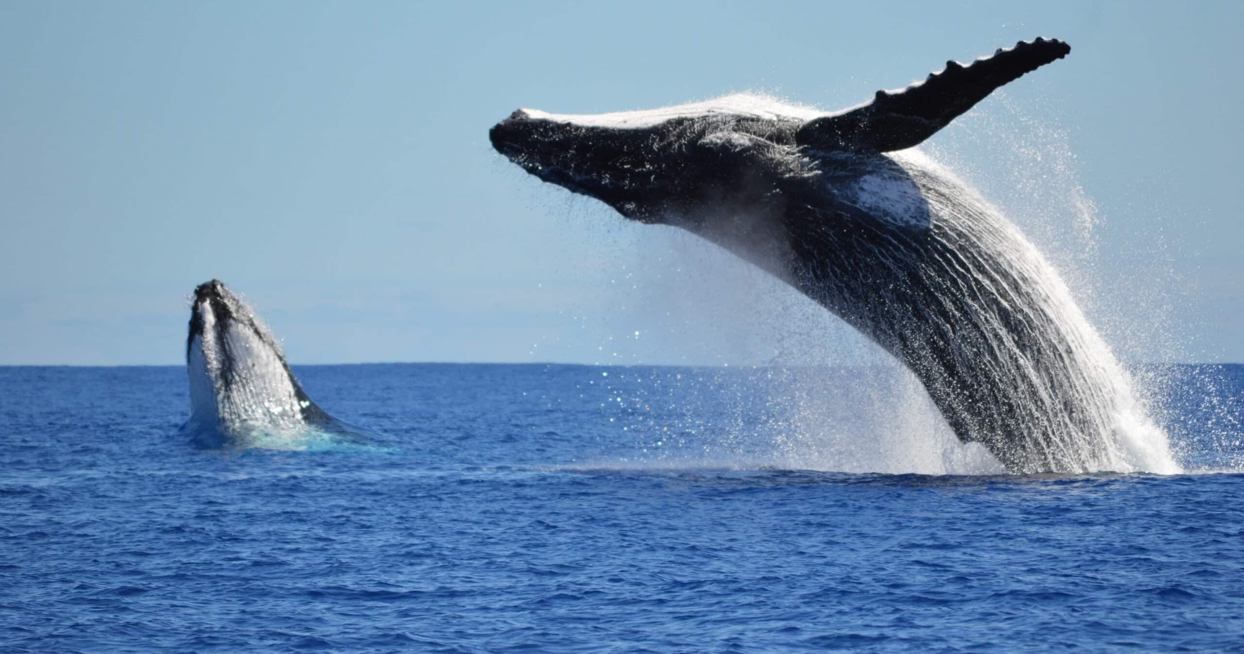 Waikiki Whale Watch