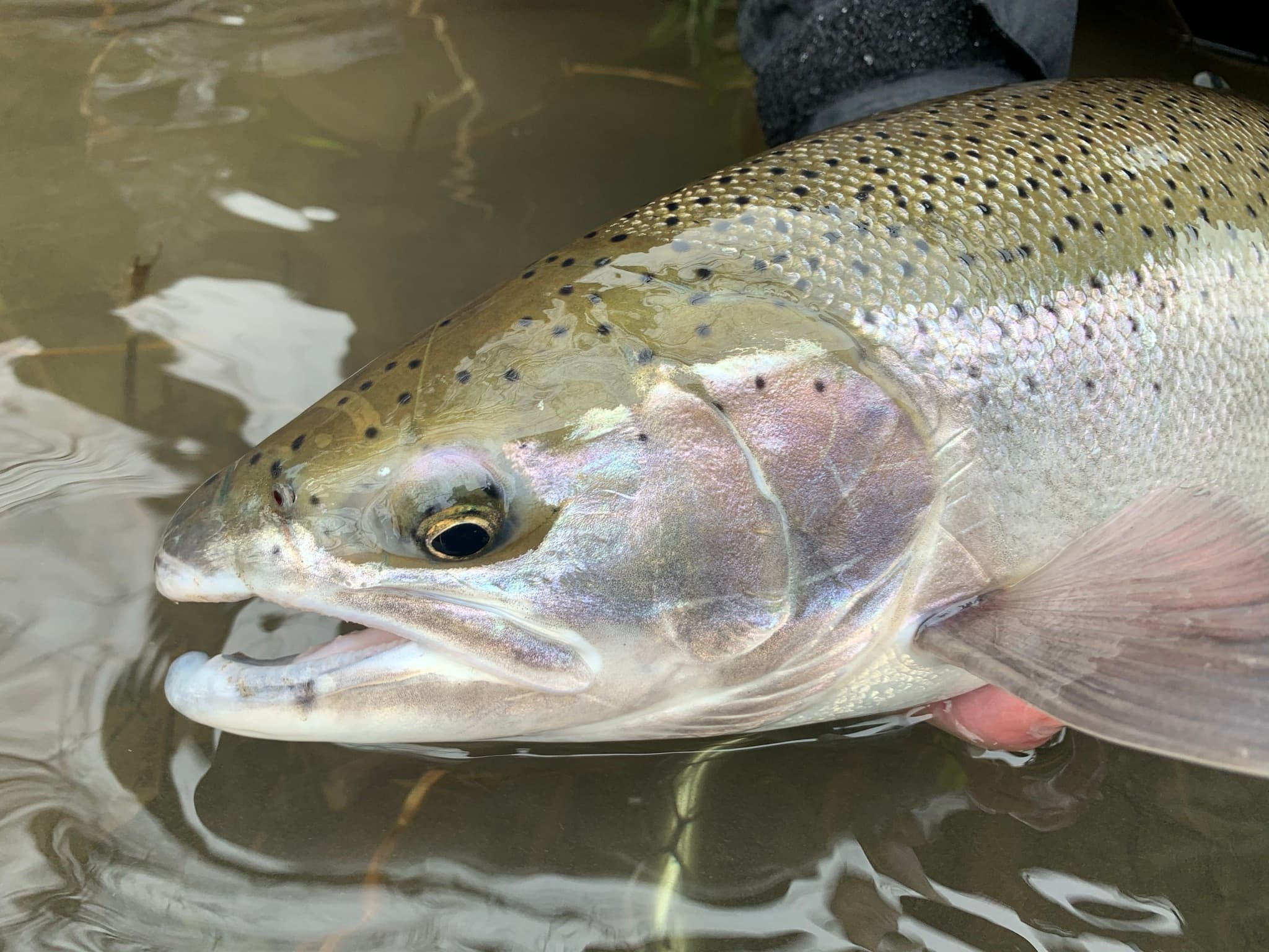 Trout Fishing Charter- Private Boat (Kenai River)