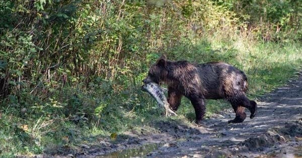 Guided Passenger Van Wild Life and Bear Viewing Tour