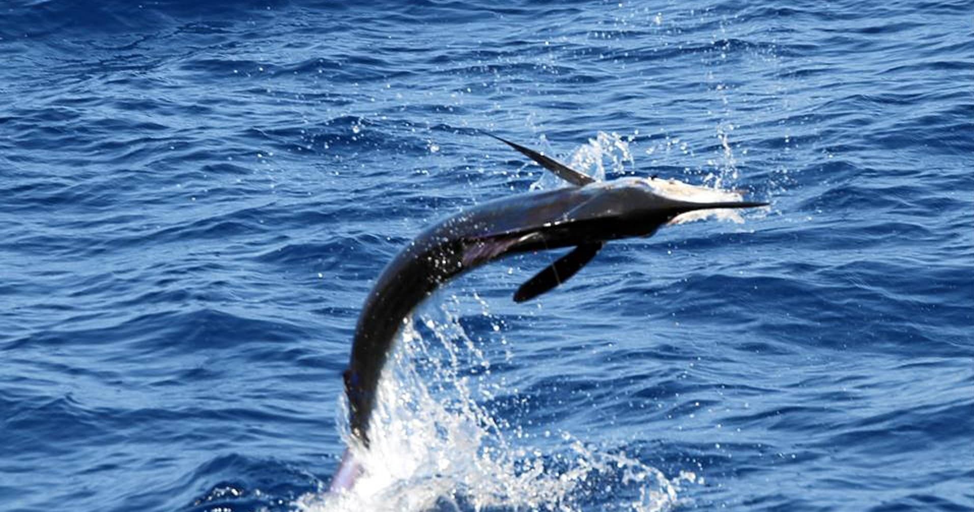 Pesca Big Game