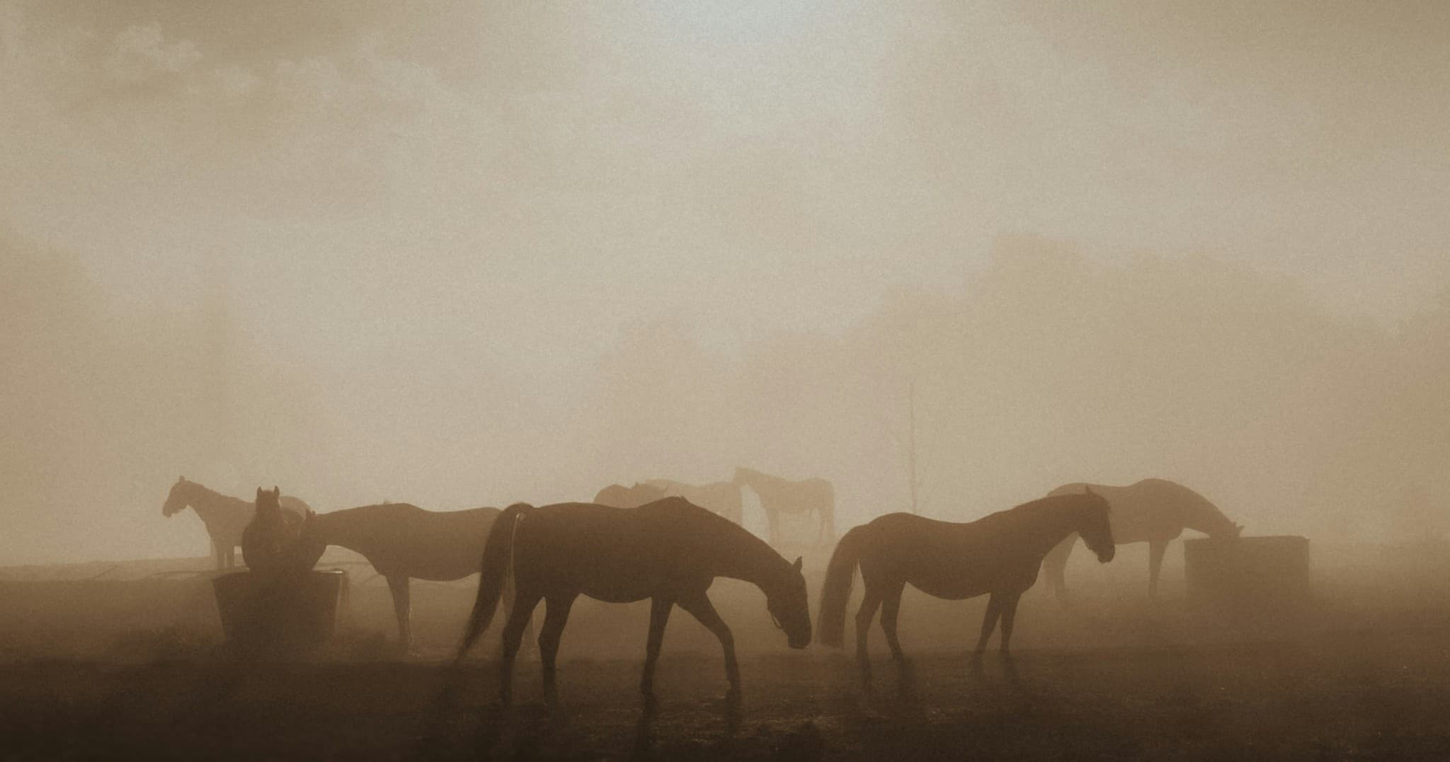 Coffee And Horses