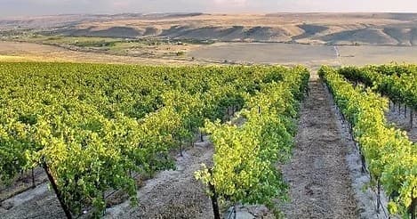 Private Wine Tour Groups 2-3