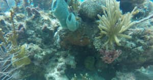 Dive Trip
