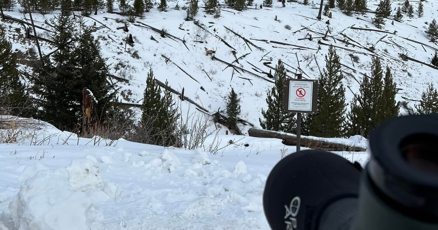 Private Yellowstone Winter Wildlife Safari Guided Tour