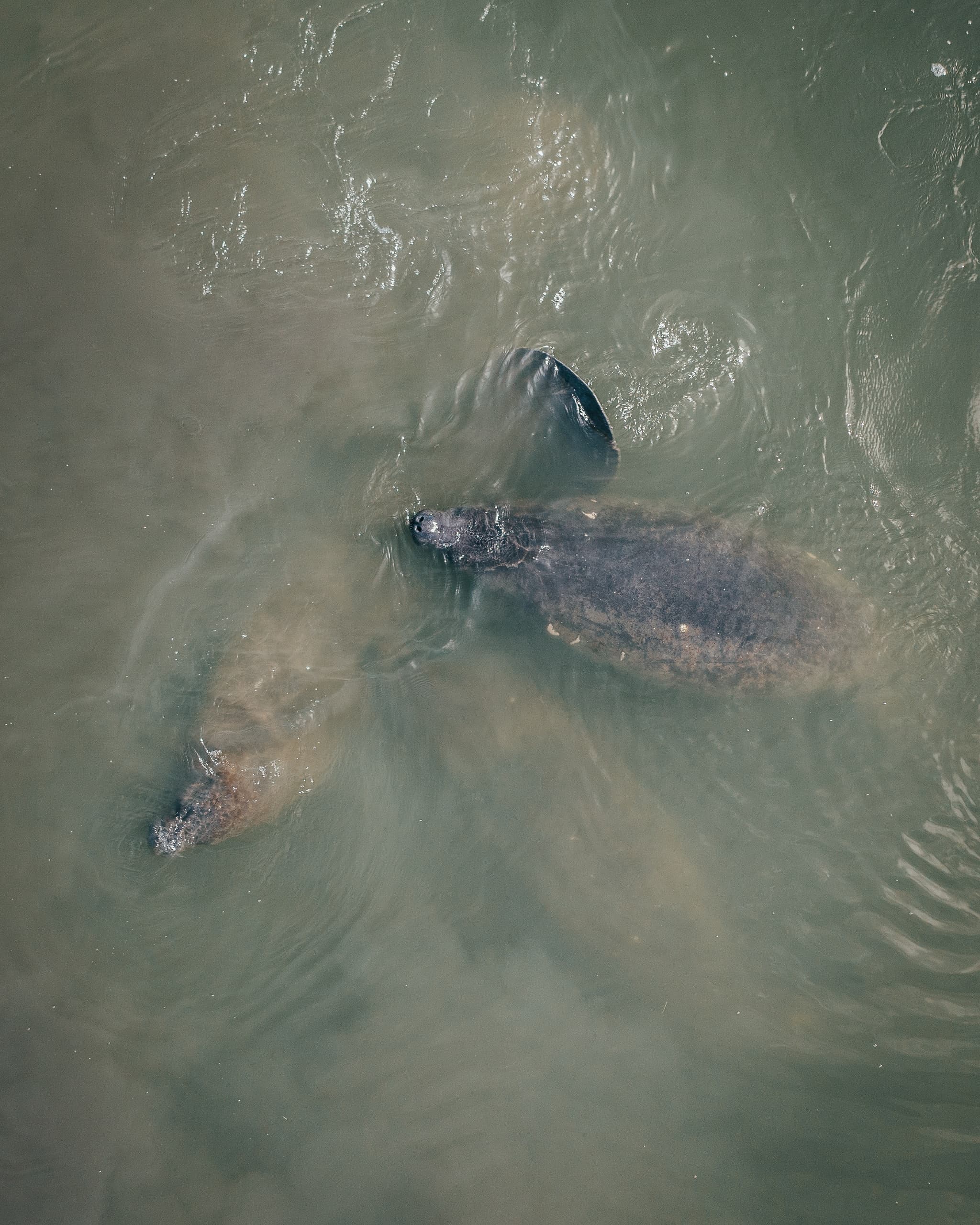 Wildlife Refuge Manatee and Dolphin Kayak or Paddleboard Tour