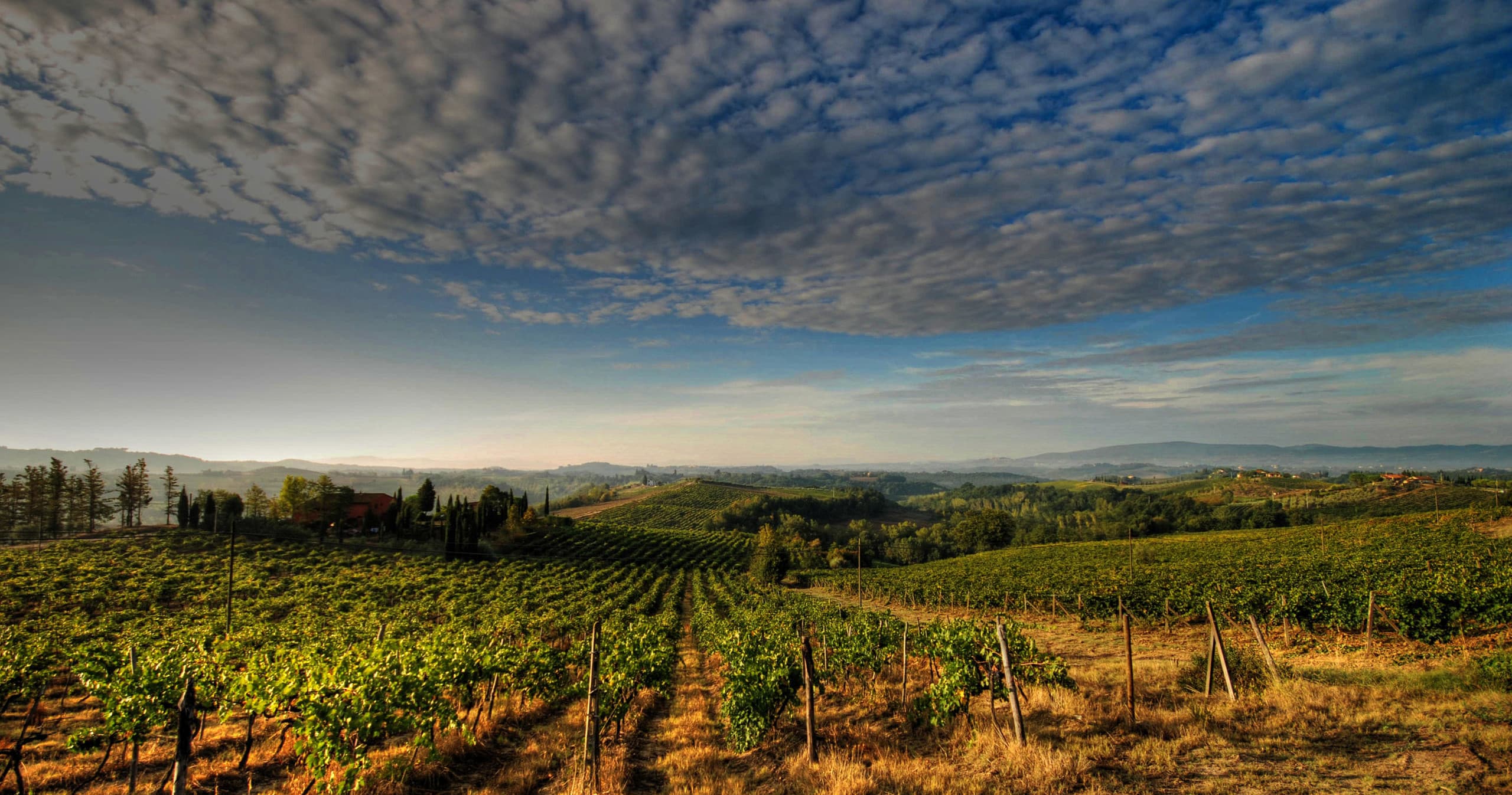 Brunello Wine Tour