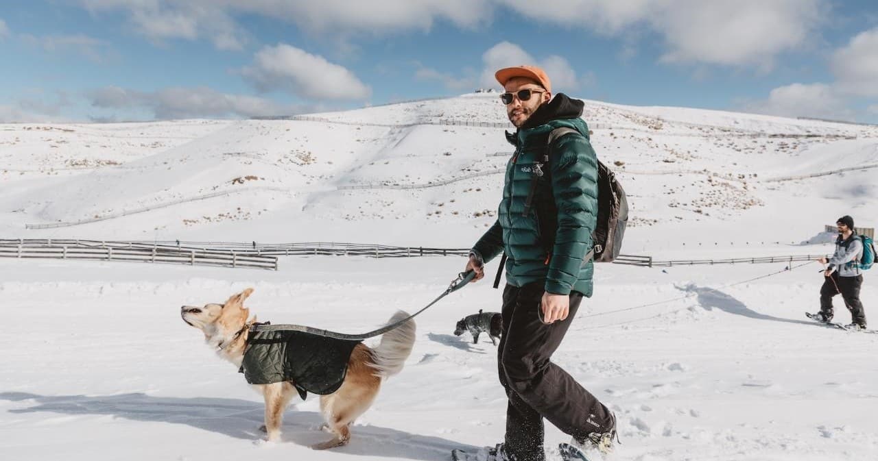 1.5 Hour Dog Walk - Pass and Rentals