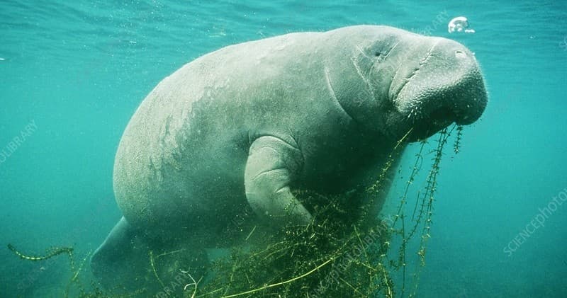 3 Hour Private Manatee Tour --- Larger Group Tours --  13 to 18 Guests