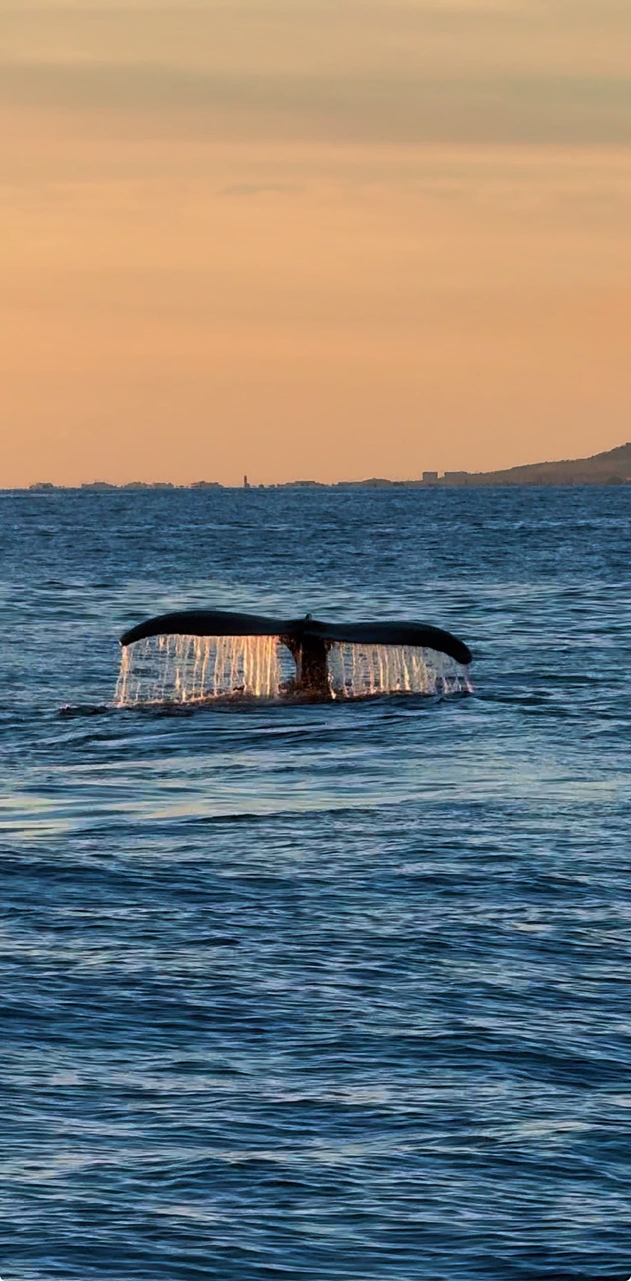 Whale Watching