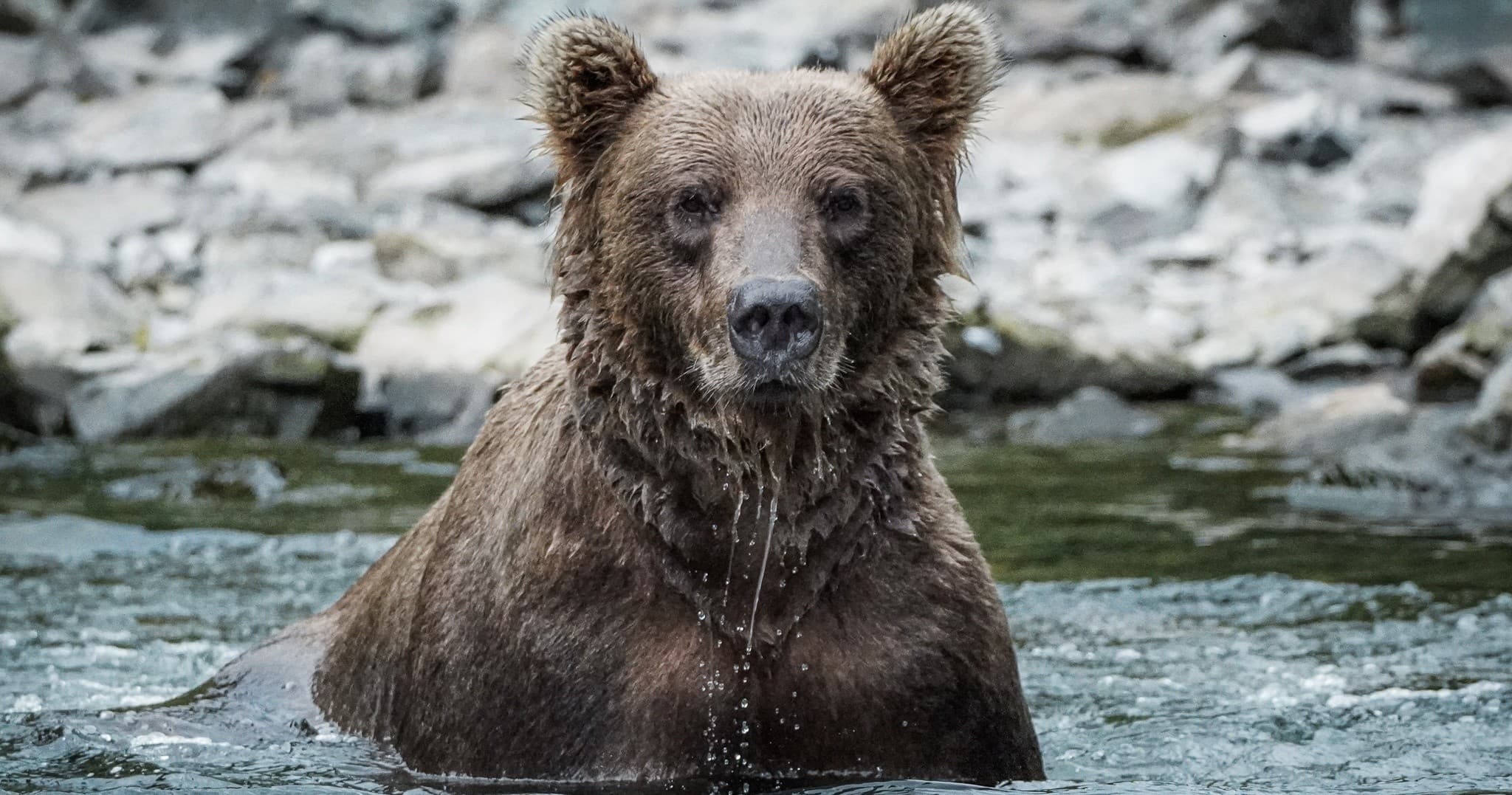 Bear View Tours