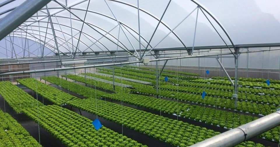Soilless Farm Experience