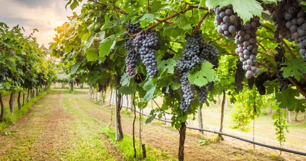 Deluxe Wine Tasting From Florence