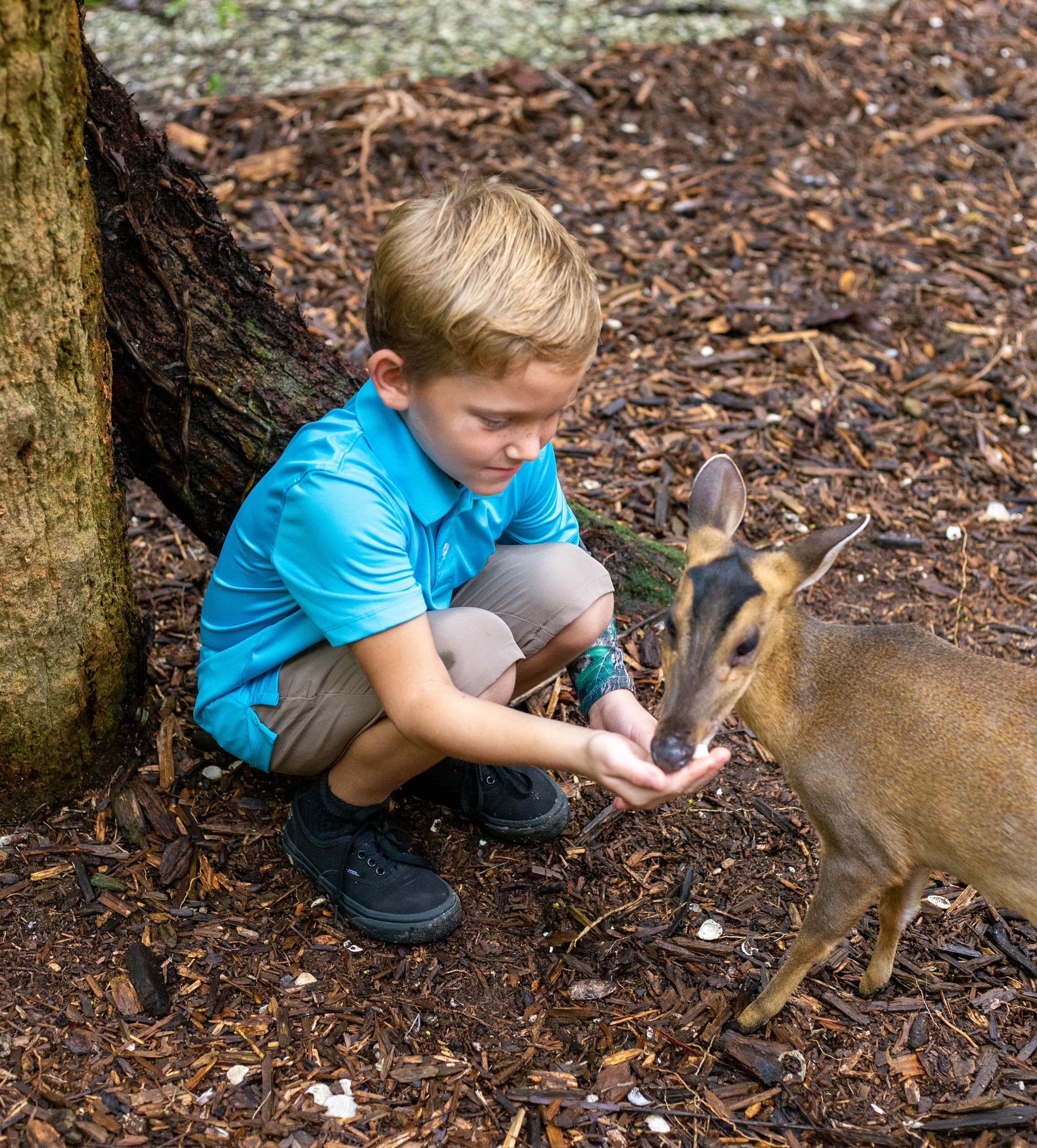 Reeves's Muntjac Deer Interactions