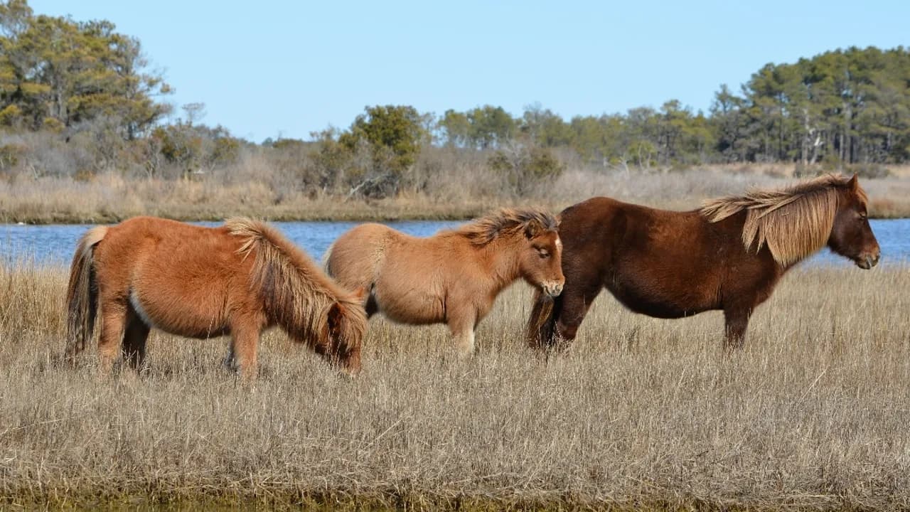 PRIVATE PARTY ASSATEAGUE ISLAND CRUISE